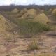 Brazilian dirt piles as massive as Great Britain resulted from termite tunnels, proves latest study