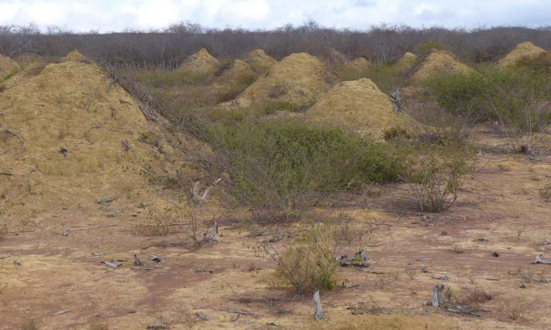 Brazilian dirt piles as massive as Great Britain resulted from termite tunnels, proves latest study