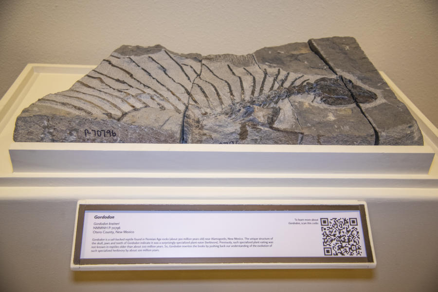 Fossil of plant-eating reptile discovered in New Mexico