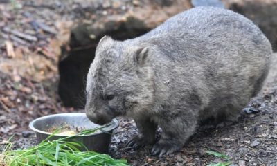 Scientists reveal the reason behind cube shaped wombat poop