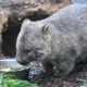 Scientists reveal the reason behind cube shaped wombat poop