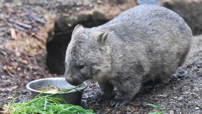 Scientists reveal the reason behind cube shaped wombat poop