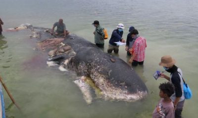 Whale Carcass spurts out 1000 plastic pieces including 2 flip-flops