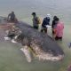 Whale Carcass spurts out 1000 plastic pieces including 2 flip-flops