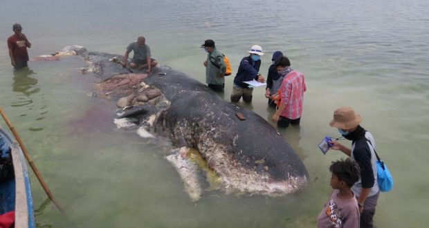 Whale Carcass spurts out 1000 plastic pieces including 2 flip-flops