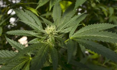 Legal Pot Could Be Next Move for Marlboro Maker