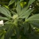Legal Pot Could Be Next Move for Marlboro Maker