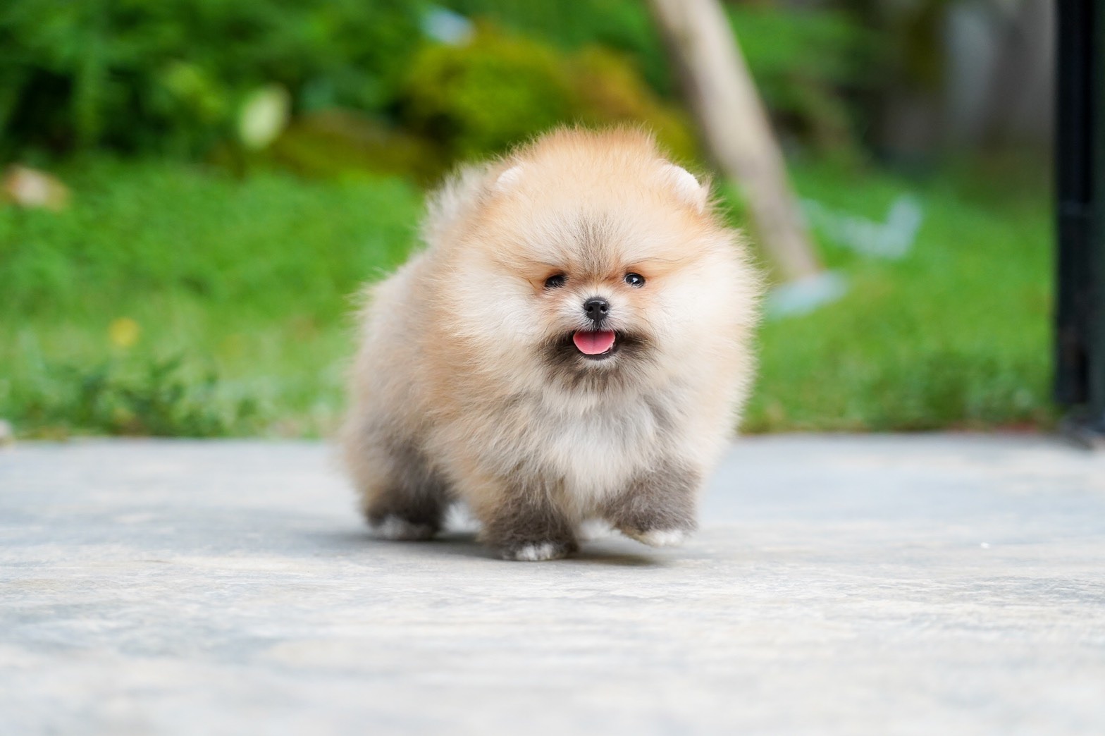 Pomeranian Dogs and Puppies for sale in the Wales UK
