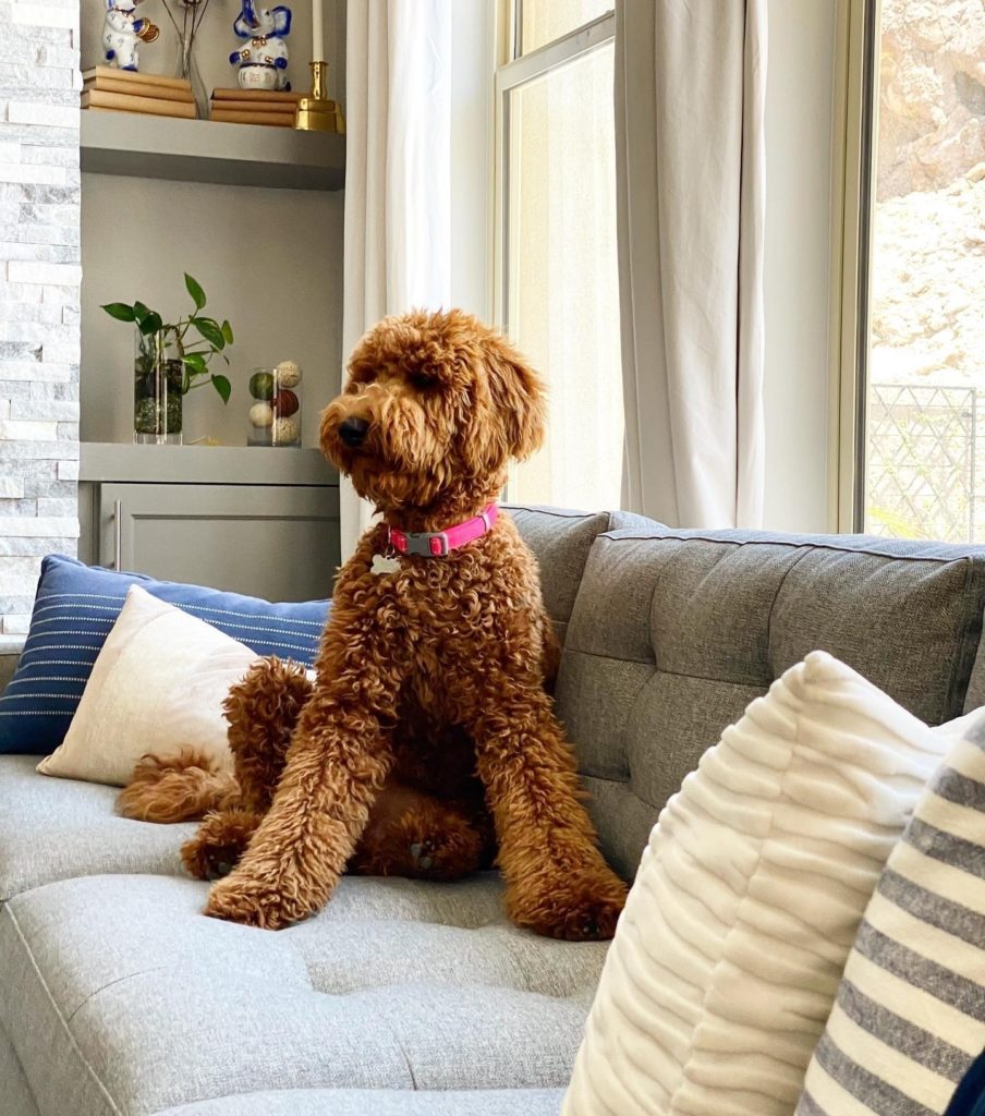 goldendoodle puppies in California