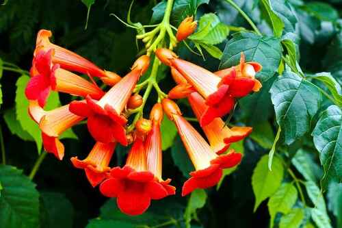 Tennessee wholesale nursery reviews about Glowing Trumpet Vine