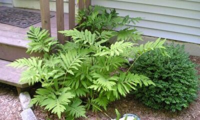 plants at Tennessee Nursery