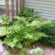 plants at Tennessee Nursery