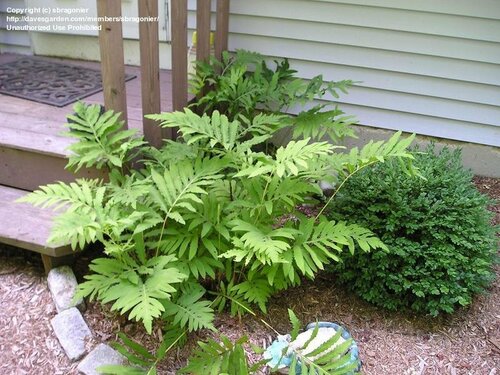 plants at Tennessee Nursery